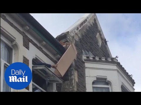 Shocking moment cat is rescued using just a piece of cardboard - Daily Mail