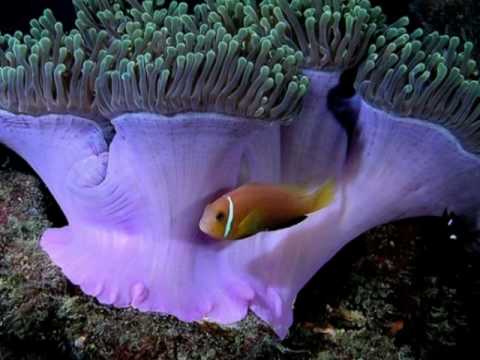 My Choice 316 - André Rieu: Roses from the South