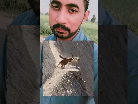 مارخور کا زبردست داؤ، شیر بھی چکرا گیا! 🦁😂#مارخور #شیر #جانوروں_کی_دنیا #وائرل_ویڈیو #AmazingAnimals