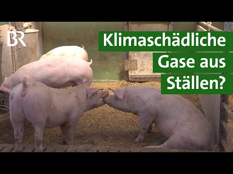 Tierwohl kontra Klimaschutz: Ist Nutztierhaltung im Offenstall klimaschädlich? | Unser Land | BR