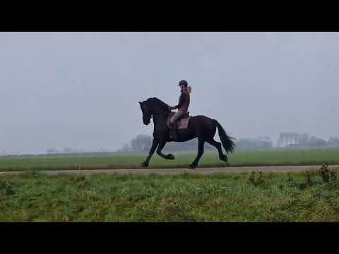 Stal Okkema's Olivia - Uldrik x Reitse - Mare - 2012 - 1.61m