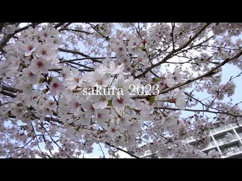 フランス語学科 sakura 2023
