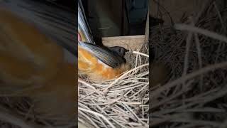 Download lagu Mengintip dengan tenang ke dalam sarang burung robin murai. #burung #perkembangbiakanburung mp3