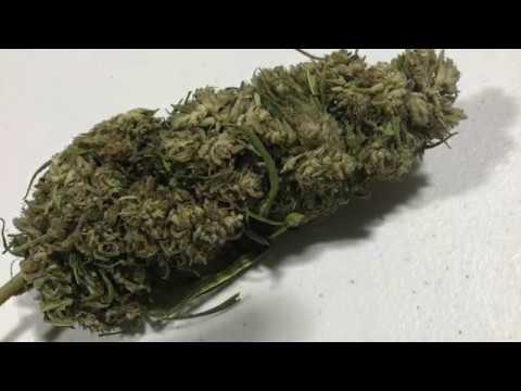 What is CBG Flower and what does CBG do?