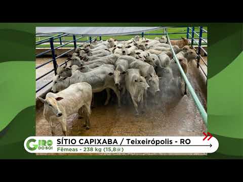 PECUÁRIA EM RONDÔNIA IMPRESSIONA COM NOVILHAS E VACAS DE ACABAMENTO PERFEITO!