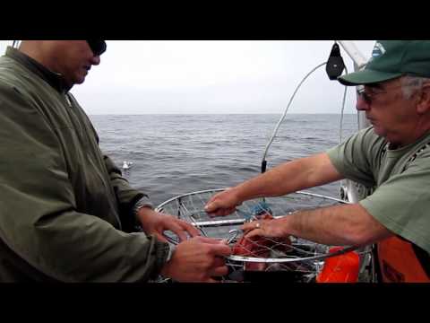 Chris' Fishing and Whale Watching 11.16.11 Cod & Crab. Monterey, California