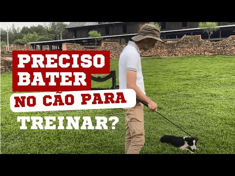 SECRETS OF TRAINING - BORDER COLLIE LEARNING TO HANDLE SHEEP | EPISODE 13