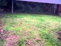 Big Bird In My Garden Eating Small Bird