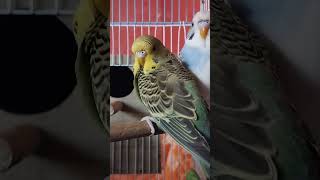 So7ba lkhayba bilel tacchini الصحبة الخايبة