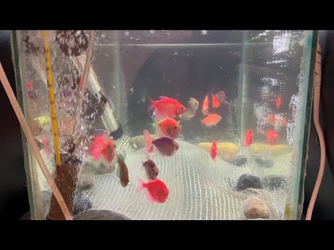 Тернеция размножение. Аквариумные рыбки тернеция размножение. Как нерестить тернецию. Тернеция в аквариуме. Тернеция глофиш в аквариуме.