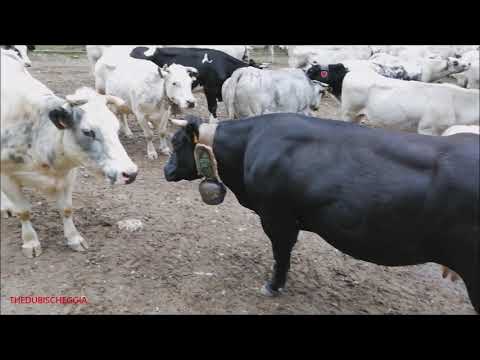 4^ PARTE, LA MANDRIA DI ROBERTA COLOMBERO E' NEL RECINTO IN VALLE MAIRA. (CN) SAB. 9 - 10 - 2021.