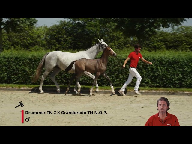 Deejay van de Wittemoere Z