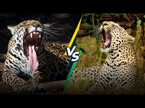 Jaguar vs Leopard: A Comparative Analysis of Two Iconic Big Cats