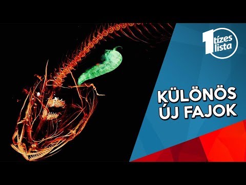 hasi férgek nőttek