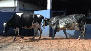 Vídeo 188 - 1ª ETAPA MEGA LIQUIDAÇÃO TOTAL AGROPECUÁRIA MARAJOARA - DIA 4 | GADO GIROLANDO E HOLANDÊS