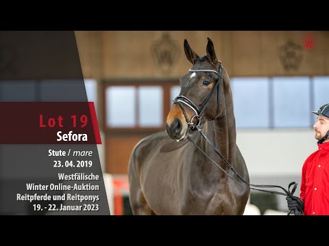 Winter Online-Auktion Lot 19 Sefora Stute v. Scolari - Rock Forever II