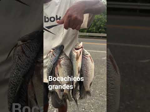 BOCACHICOS GRANDES EN LA APARTADA CÓRDOBA #viralreel #pesca #viral #fishing #viralshort #viralvideo