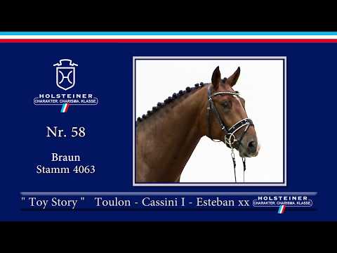 Holsteiner Körlot 2018 | Nr. 58 - TOY STORY v. Toulon - Cassini I