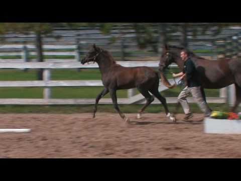 Bellisimo, Bella Rubina 2010 fillly