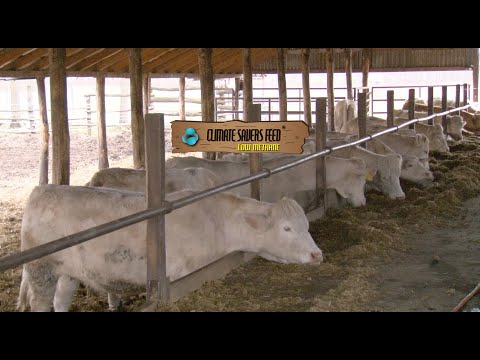 Feeding of Charolais beef cattle, SZABÓ Sándor, Téglás