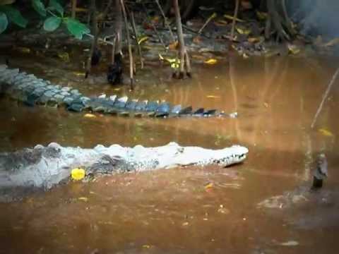 Crocodile Lake, Feb, 2011 - Rhodes Hall Plantation, Jamaica West Indies