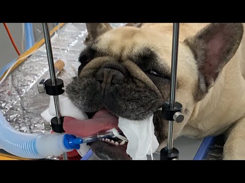 Live stream - Brachycephalic airway surgery in a French Bulldog