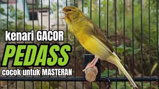 Download lagu Masteran KENARI GACOR ngeroll panjang,Cuit Cuit Emosi AMPUH bikin kenari nyaut ,Masteran MURAI BATU mp3