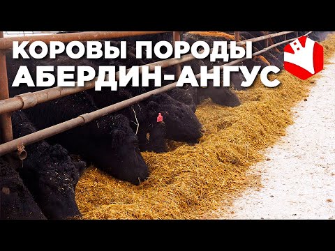 , title : 'Порода коров абердин-ангус | Мясное животноводство'