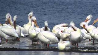 preview picture of video '2014 Spring Pelican Migration'