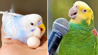 Smart And Funny Parrots Parrot Talking Videos Compilation (2024) - Cute Birds #3
