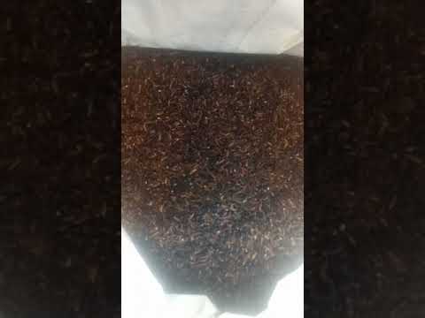 Natural Black Rice Paddy Seeds, For Agriculture, Packaging Type: PP Bag