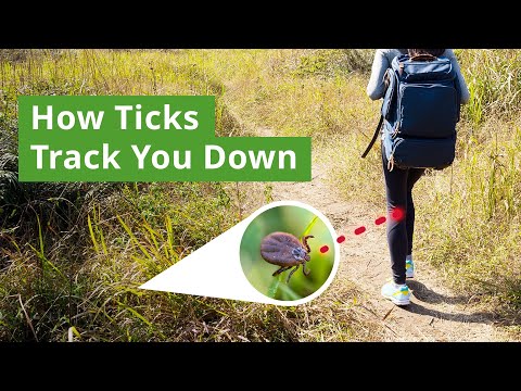 How Ticks Hunt: The Science Behind How They Find You
