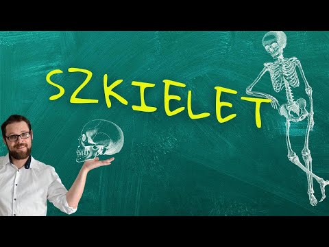 Budowa i funkcje szkieletu. Szybko i sprawnie o szkielecie człowieka. 4 LEKCJE w 8 MINUT 😏