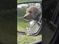 You Better Run Rabbit RxCKSTxR Comedy Voiceover