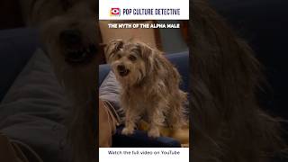 Domination based pet training techniques are terrible!