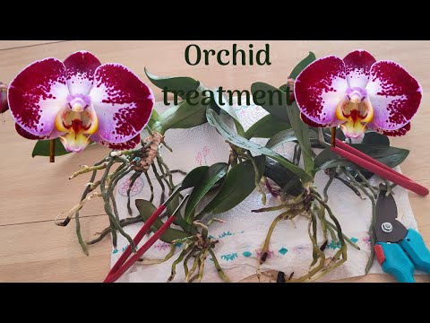 , title : 'orchid care,reproduction Do these things so that your orchid will survive let it bloom and take root'