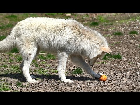 Wolf Has a Blast Playing Ball with an Orange - YouTube