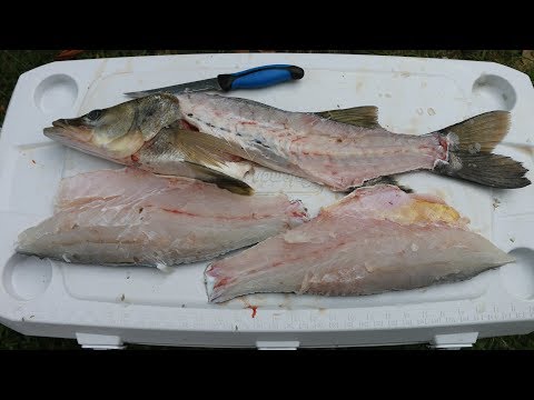 download lagu mp3 mp4 How To Cook Snook Fillets, download lagu How To Cook Snook Fillets gratis, unduh video klip How To Cook Snook Fillets