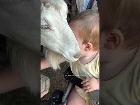#garden #жизньзагородом #рецепты #огород #shorts #petrovchanka_lera #petrovchanka