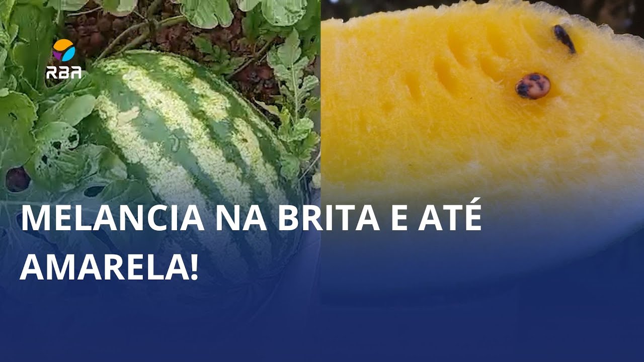 Melancia na brita e até amarela! 🍉