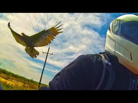 When Animals Attack : Vulture vs. Biker