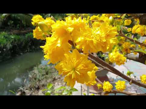 Các Giống Mai Mới Nở Hoa - 29 Tết