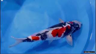 video van Showa SH-V24-113070