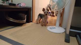 投げキッスから逃げるキキ