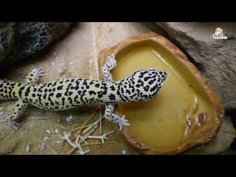 Leopardgecko Tutorial Teil 4 - Wärme und Einrichtung