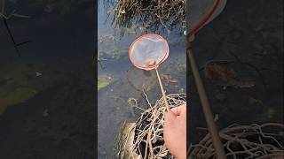 Download lagu Fish in the grass, small fish mp3 Download lagu Fish in the grass, small fish mp3