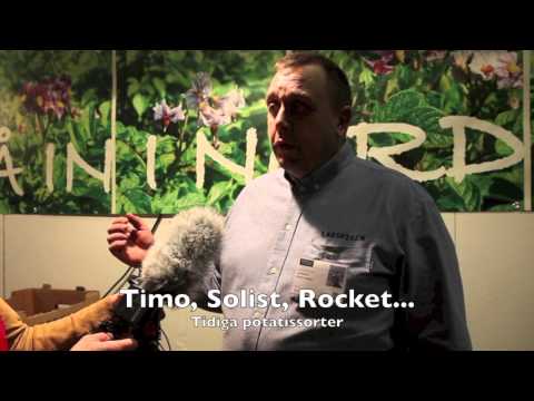 Odla potatis . De här sorterna potatis är bra att odla i din trädgård! Larsvikens berättar varför