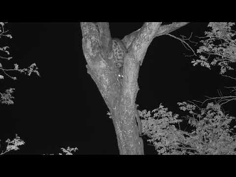 Djuma: Genet caught something on tree to eat - 04:19 - 05/13/21