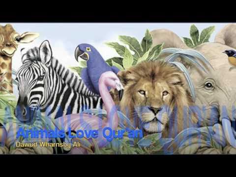 Animals Love Qur'an (By Dawud Wharnsby)