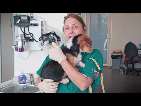 Spay and Neuter for 2000 Cats in Romania